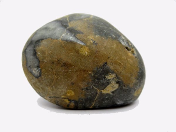 Genuine Devonian Age Strinocephalus Brachiopod From Burma For Sale #1c