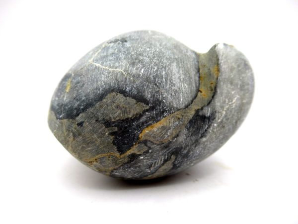 Genuine Devonian Age Strinocephalus Brachiopod From Burma For Sale #24a