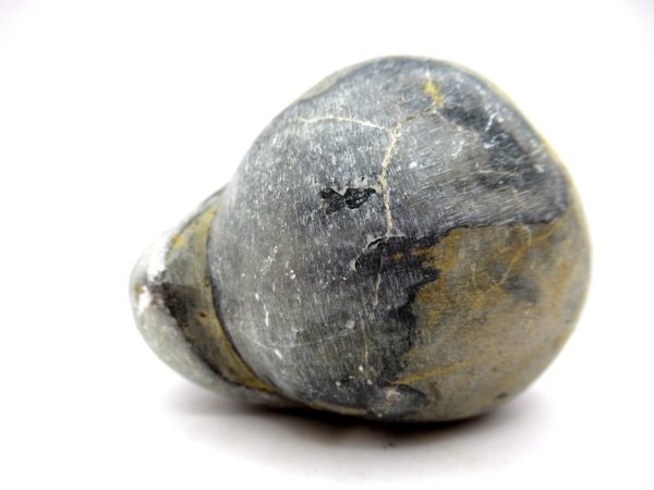 Genuine Devonian Age Strinocephalus Brachiopod From Burma For Sale #24b