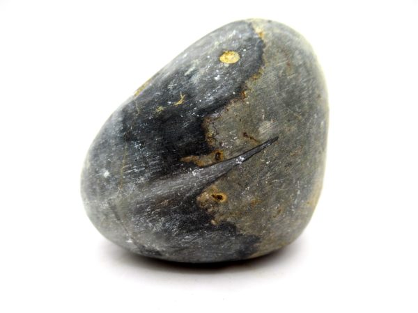 Genuine Devonian Age Strinocephalus Brachiopod From Burma For Sale #24c