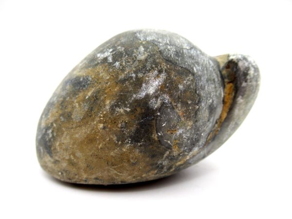 Genuine Devonian Age Strinocephalus Brachiopod From Burma For Sale #5a