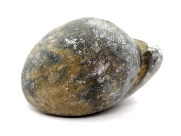 Genuine Devonian Age Strinocephalus Brachiopod From Burma For Sale #5b
