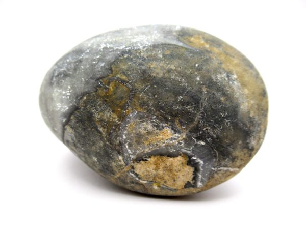 Genuine Devonian Age Strinocephalus Brachiopod From Burma For Sale #5c