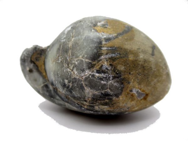 Genuine Devonian Age Strinocephalus Brachiopod From Burma For Sale #6