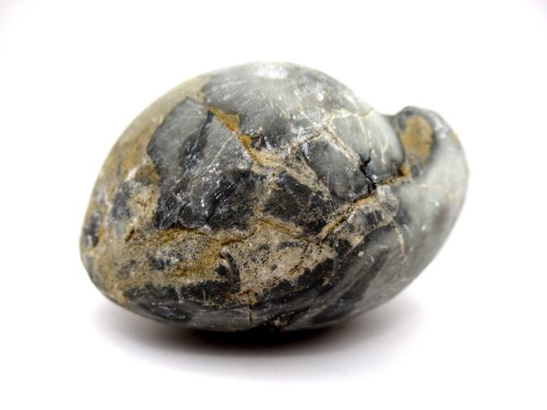 Genuine Devonian Age Strinocephalus Brachiopod From Burma For Sale #6a