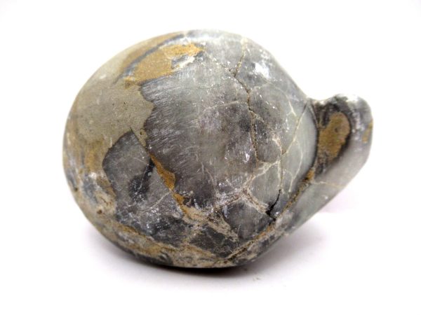 Genuine Devonian Age Strinocephalus Brachiopod From Burma For Sale #6b