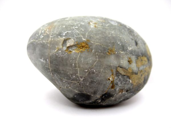 Genuine Devonian Age Strinocephalus Brachiopod From Burma For Sale #6c