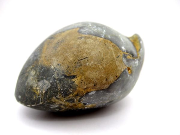 Genuine Devonian Age Strinocephalus Brachiopod From Burma For Sale #7a
