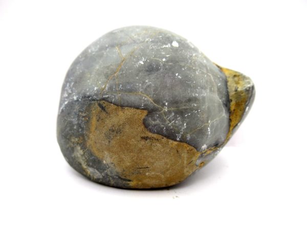Genuine Devonian Age Strinocephalus Brachiopod From Burma For Sale #7b