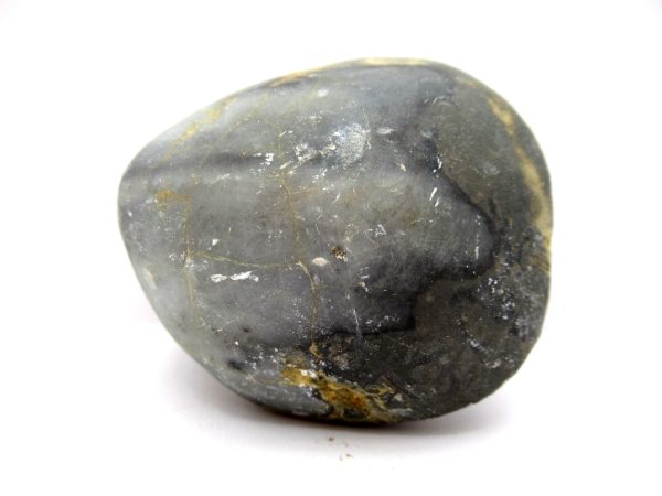 Genuine Devonian Age Strinocephalus Brachiopod From Burma For Sale #7c