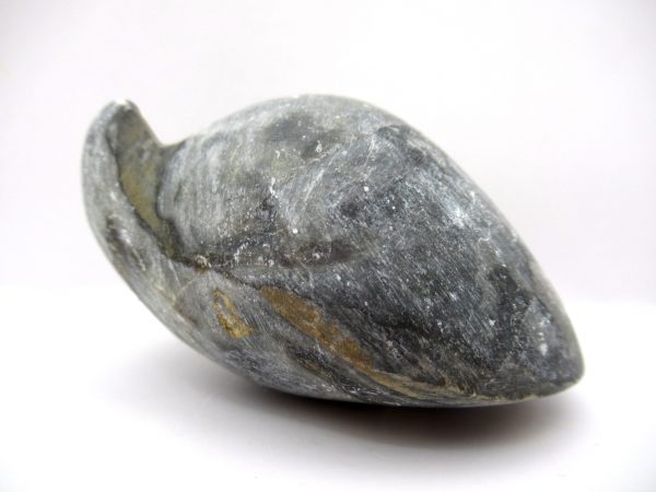 Genuine Devonian Age Strinocephalus Brachiopod From Burma For Sale #9