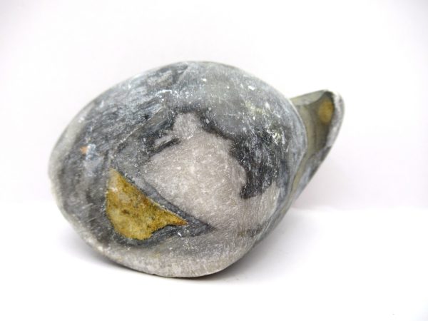 Genuine Devonian Age Strinocephalus Brachiopod From Burma For Sale #9b