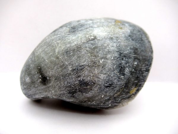 Genuine Devonian Age Strinocephalus Brachiopod From Burma For Sale #9c
