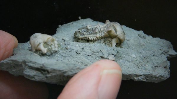 Kentucky Tholocrinus Crinoid #50 - Image 2