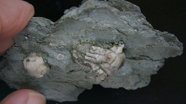 Kentucky Tholocrinus Crinoid #50 - Image 4