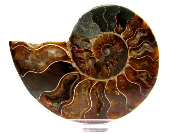 Madagascar Ammonite Pair  4.12" ~ #143 - Image 2