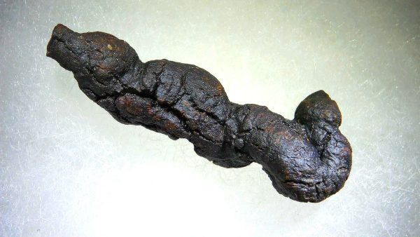 Turtle Coprolite (Poop) Madagascar #21 - Image 2