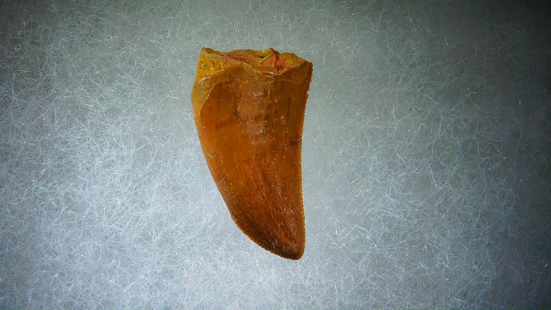 Morocco Carcharodontosaurus Cretaceous Dinosaur Tooth 55 | Fossils for Sale Genuine Cretaceous Age Carcharodontosaurus Dinosaur Tooth Fossil for Sale from Morocco #55