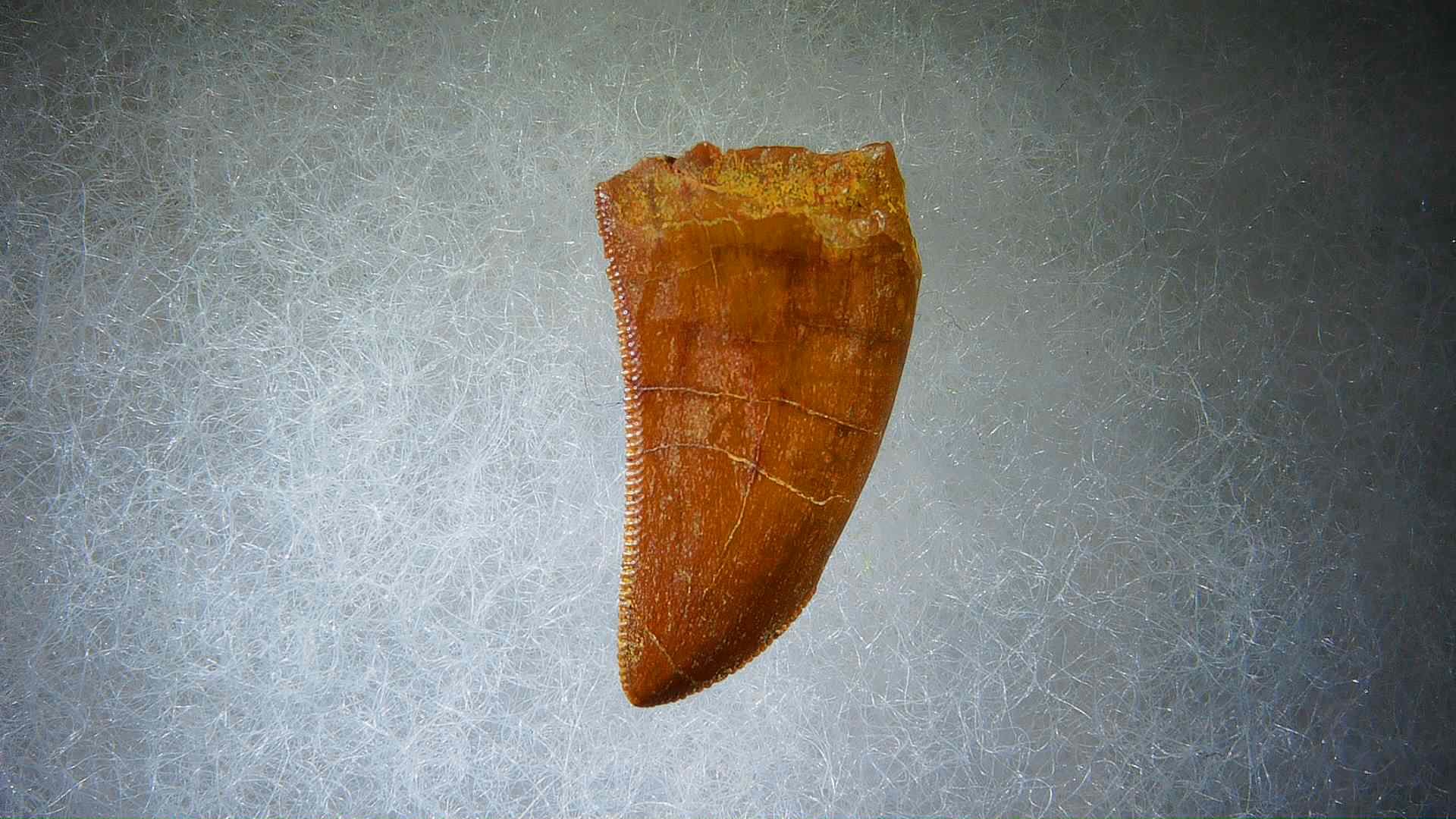 Morocco Carcharodontosaurus Cretaceous Dinosaur Tooth 55a | Fossils for Sale Genuine Cretaceous Age Carcharodontosaurus Dinosaur Tooth Fossil for Sale from Morocco #55a