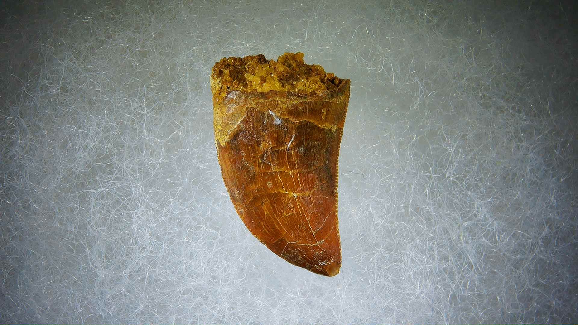 Morocco Carcharodontosaurus Cretaceous Dinosaur Tooth 63 | Fossils for Sale Genuine Cretaceous Age Carcharodontosaurus Dinosaur Tooth Fossil for Sale from Morocco #63
