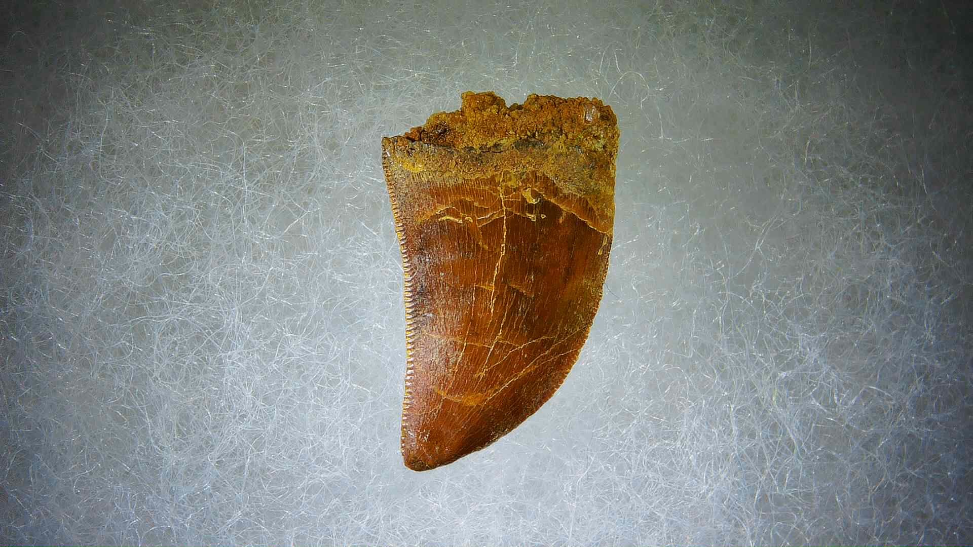 Morocco Carcharodontosaurus Cretaceous Dinosaur Tooth 63a | Fossils for Sale Genuine Cretaceous Age Carcharodontosaurus Dinosaur Tooth Fossil for Sale from Morocco #63a