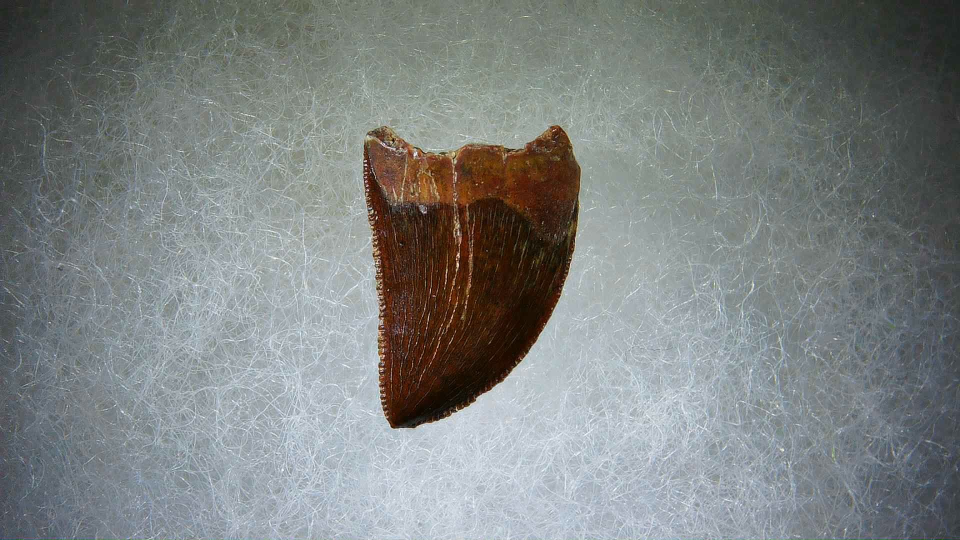 Morocco Carcharodontosaurus Cretaceous Dinosaur Tooth 65 | Fossils for Sale Genuine Cretaceous Age Carcharodontosaurus Dinosaur Tooth Fossil for Sale from Morocco #65