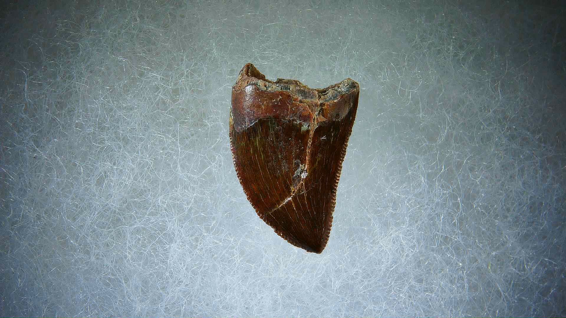 Morocco Carcharodontosaurus Cretaceous Dinosaur Tooth 65a | Fossils for Sale Genuine Cretaceous Age Carcharodontosaurus Dinosaur Tooth Fossil for Sale from Morocco #65a