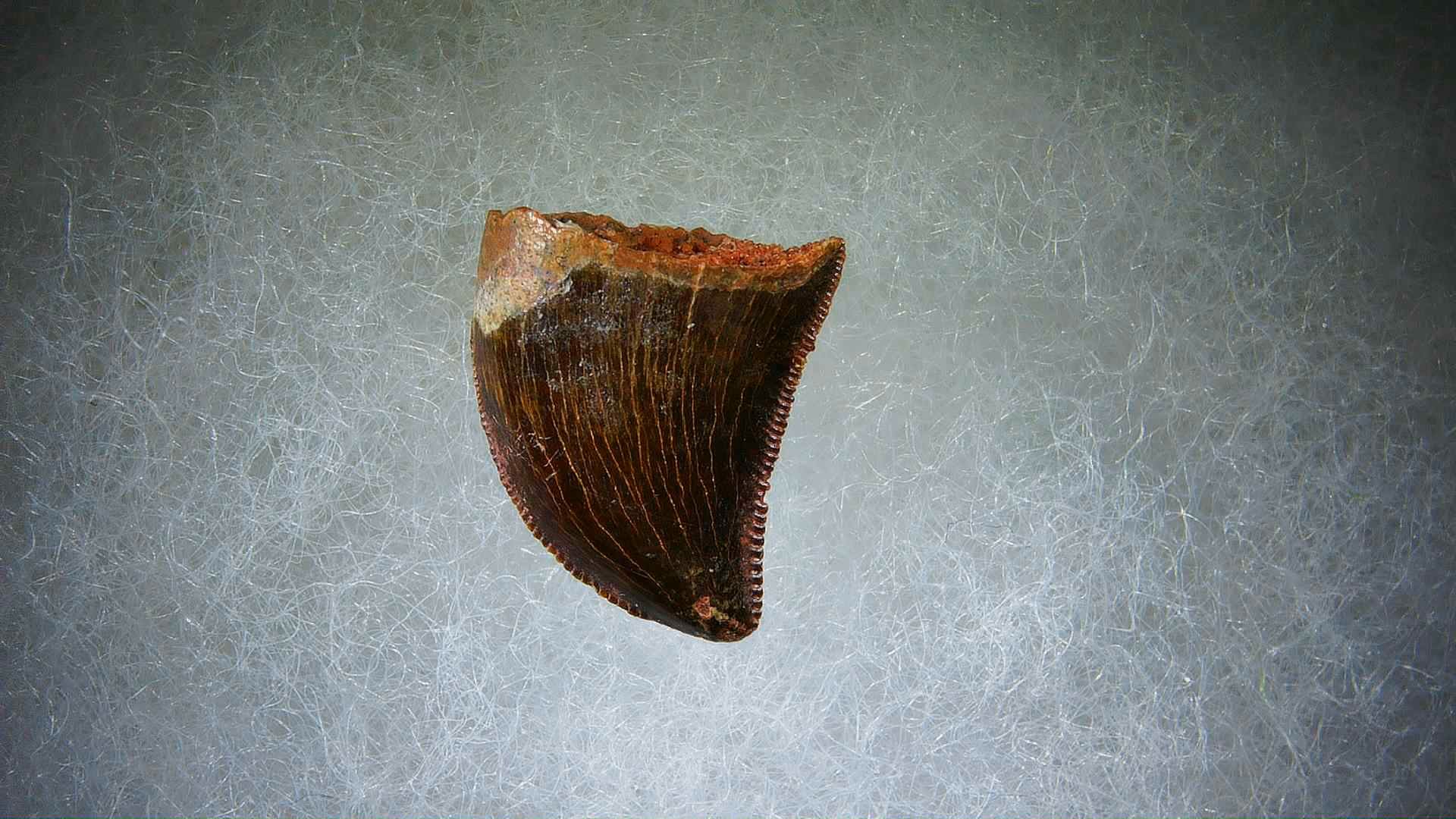 Morocco Carcharodontosaurus Cretaceous Dinosaur Tooth 66 | Fossils for Sale Genuine Cretaceous Age Carcharodontosaurus Dinosaur Tooth Fossil for Sale from Morocco #66