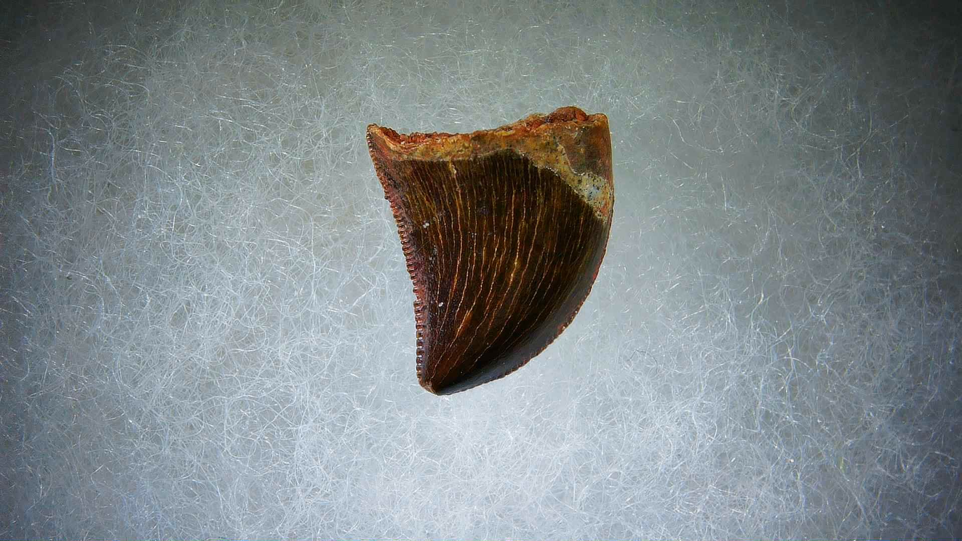 Morocco Carcharodontosaurus Cretaceous Dinosaur Tooth 66a | Fossils for Sale Genuine Cretaceous Age Carcharodontosaurus Dinosaur Tooth Fossil for Sale from Morocco #66a
