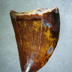 Genuine Cretaceous Age Carcharodontosaurus Dinosaur Tooth Fossil for Sale from Morocco #69