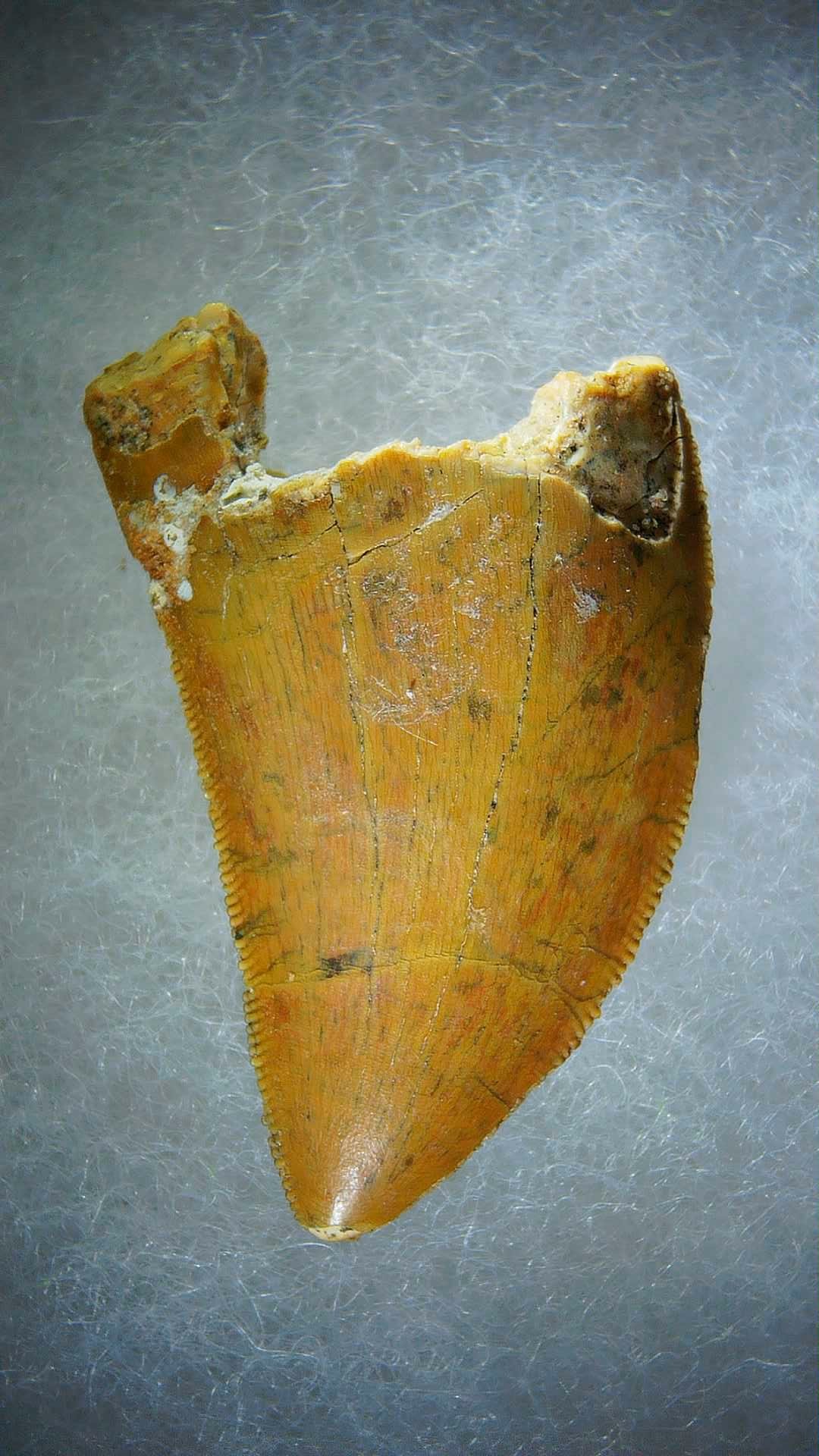 Morocco Carcharodontosaurus Cretaceous Dinosaur Tooth 70 | Fossils for Sale Genuine Cretaceous Age Carcharodontosaurus Dinosaur Tooth Fossil for Sale from Morocco #70