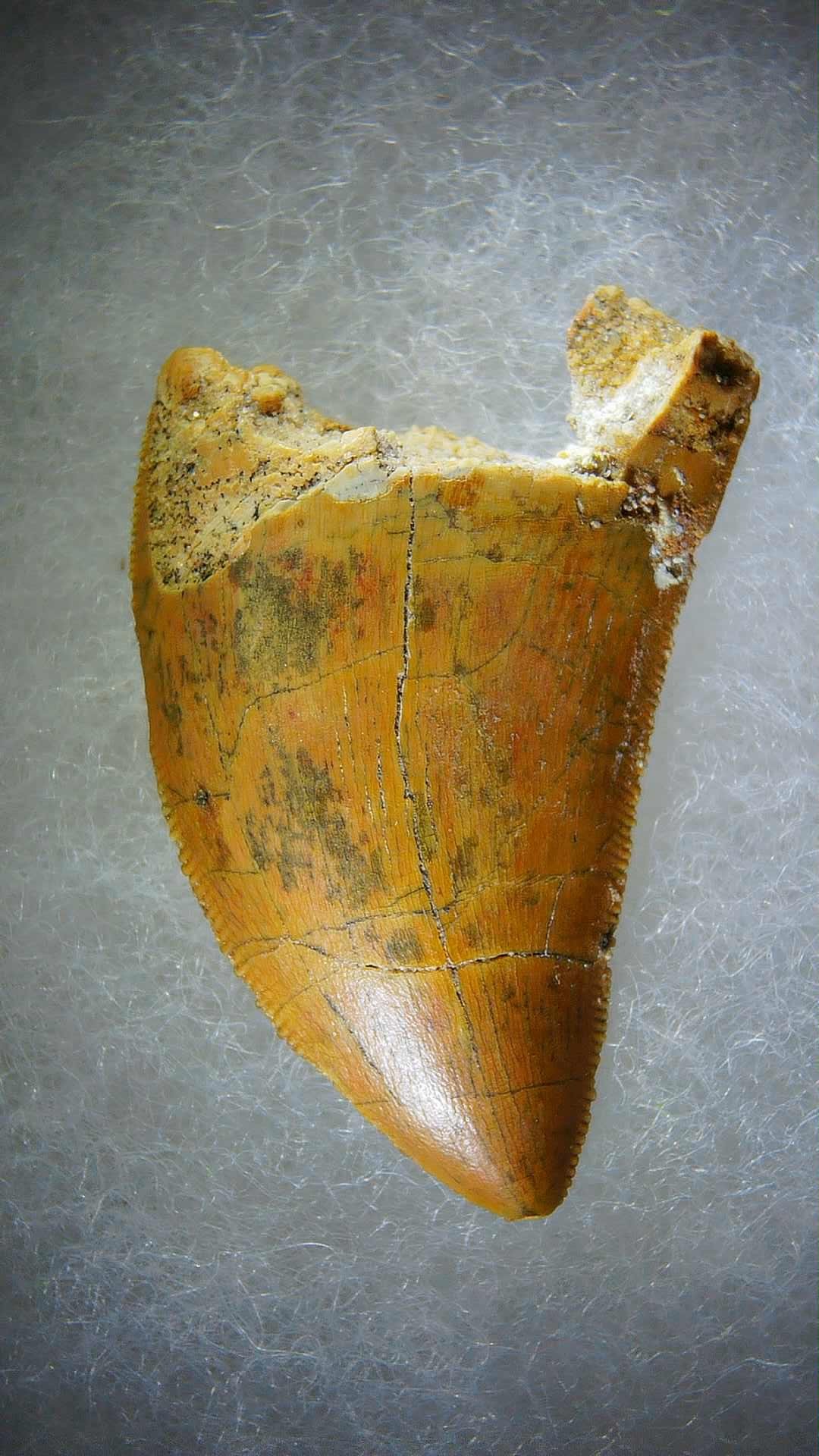 Morocco Carcharodontosaurus Cretaceous Dinosaur Tooth 70a | Fossils for Sale Genuine Cretaceous Age Carcharodontosaurus Dinosaur Tooth Fossil for Sale from Morocco #70a