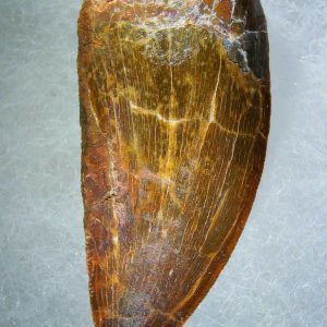 Genuine Cretaceous Age Carcharodontosaurus Dinosaur Tooth Fossil for Sale from Morocco #73