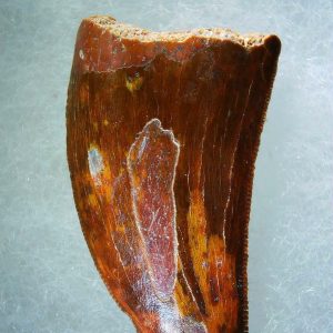 Genuine Cretaceous Age Carcharodontosaurus Dinosaur Tooth Fossil for Sale from Morocco #74