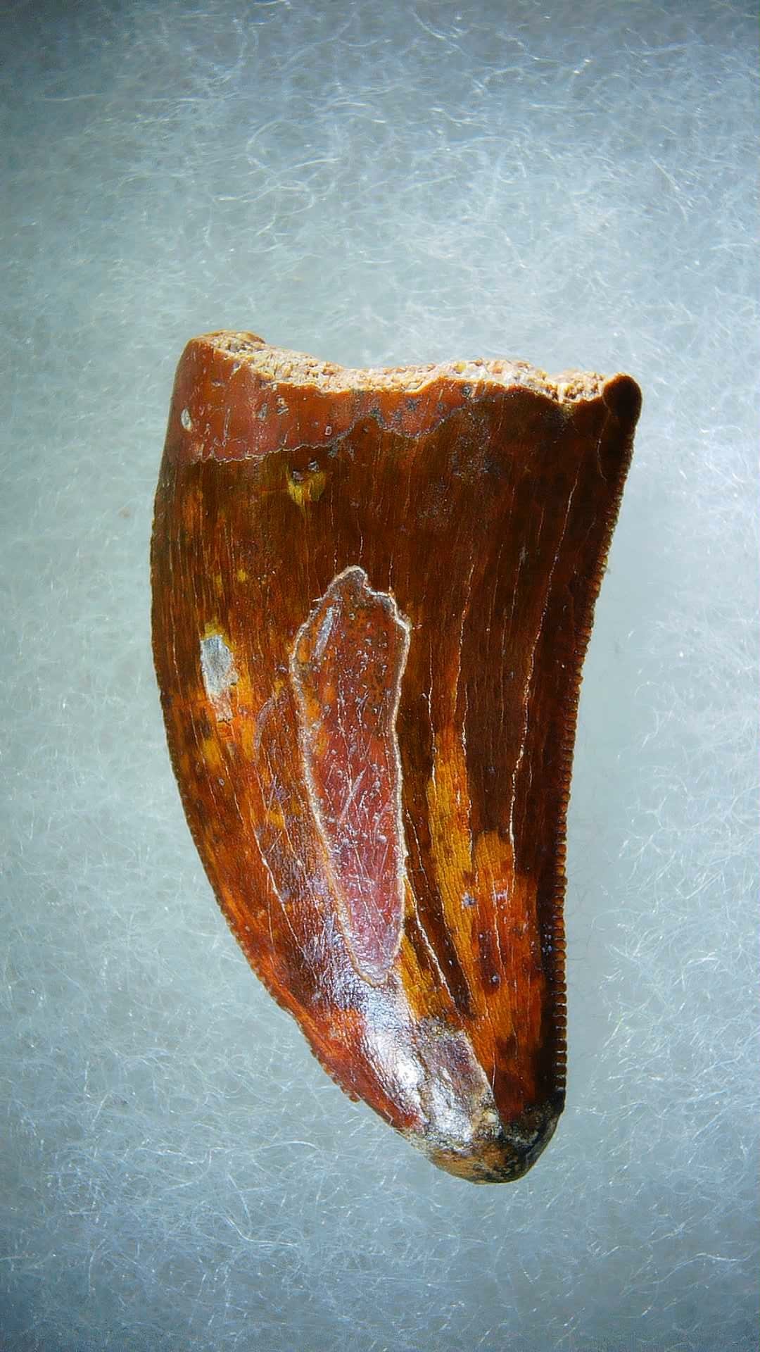 Morocco Carcharodontosaurus Cretaceous Dinosaur Tooth 74 | Fossils for Sale Genuine Cretaceous Age Carcharodontosaurus Dinosaur Tooth Fossil for Sale from Morocco #74