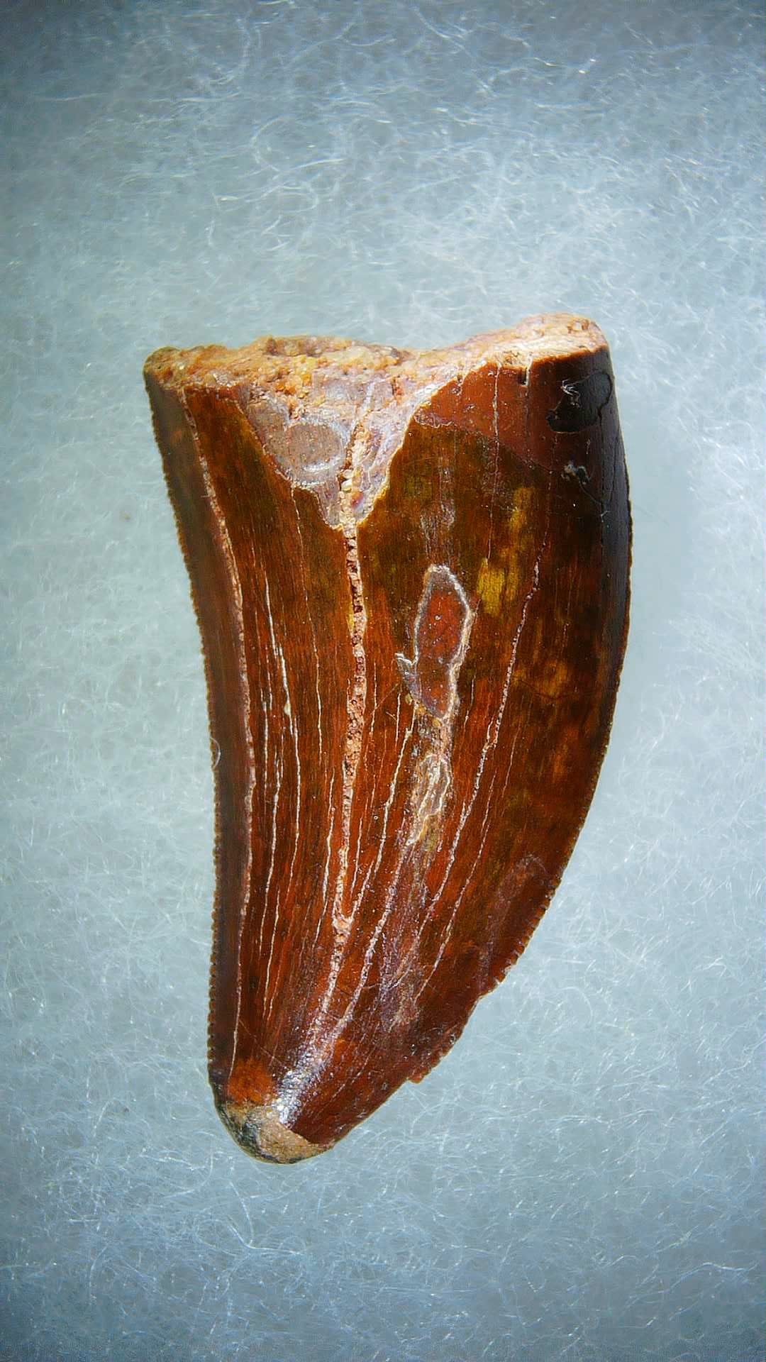 Morocco Carcharodontosaurus Cretaceous Dinosaur Tooth 74a | Fossils for Sale Genuine Cretaceous Age Carcharodontosaurus Dinosaur Tooth Fossil for Sale from Morocco #74a