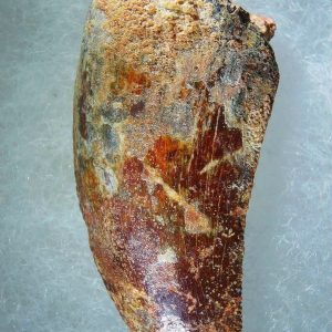 Genuine Cretaceous Age Carcharodontosaurus Dinosaur Tooth Fossil for Sale from Morocco #75