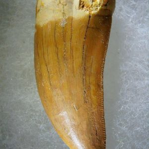 Genuine Cretaceous Age Carcharodontosaurus Dinosaur Tooth Fossil for Sale from Morocco #77