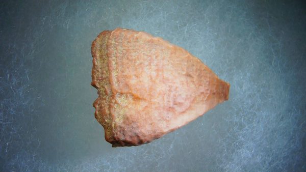 Calceola sandalina Rugose Coral 16 - Image 2