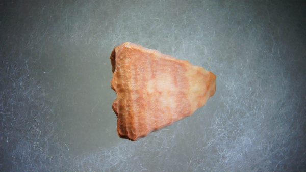 Calceola sandalina Rugose Coral 18 - Image 2