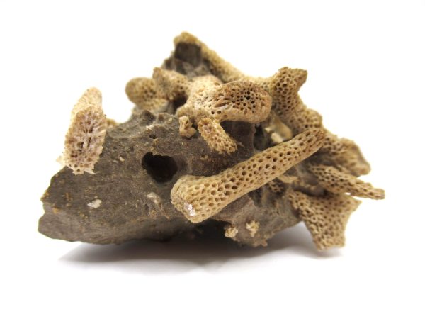 Thamnopora | Devonian Coral from AZ #10 - Image 4