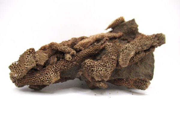 Thamnopora | Devonian Coral from AZ #15
