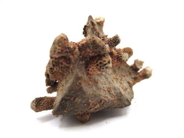 Thamnopora | Devonian Coral from AZ #15 - Image 2