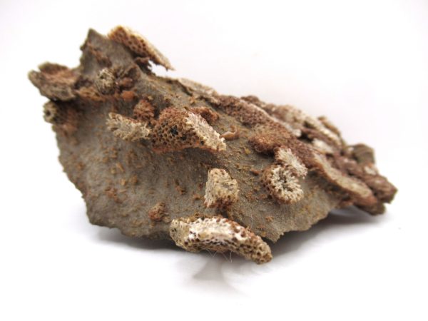 Thamnopora | Devonian Coral from AZ #15 - Image 5