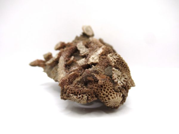 Thamnopora | Devonian Coral from AZ #15 - Image 4