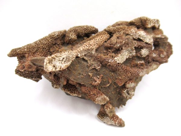 Thamnopora | Devonian Coral from AZ #15 - Image 3