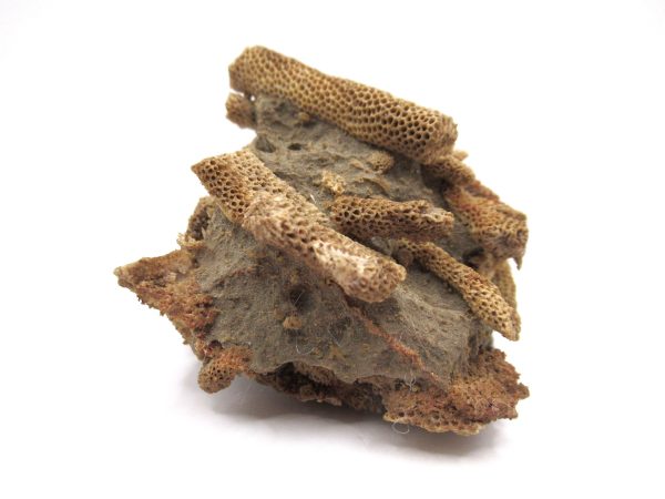 Thamnopora | Devonian Coral from AZ #2