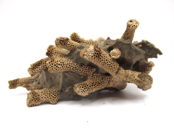 Thamnopora | Devonian Coral from AZ #20