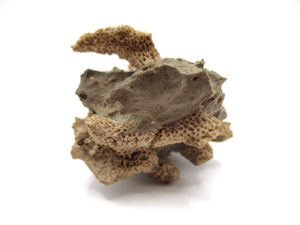 Thamnopora | Devonian Coral from AZ #20 - Image 2