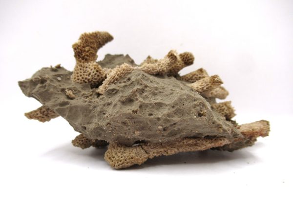Thamnopora | Devonian Coral from AZ #20 - Image 5
